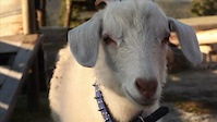 Must Watch Video