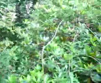 Must Watch Video