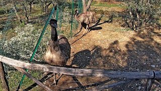 Pianettole & Rocce, Mt. Morello (FI),...
