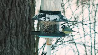 Visitors at our bird feeder 