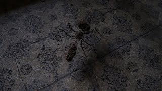 Large ANts ?? Havana Cuba