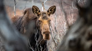 Moose Close-Up in Idaho!