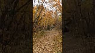 Area 51 trail, small jumps by Edmonton...
