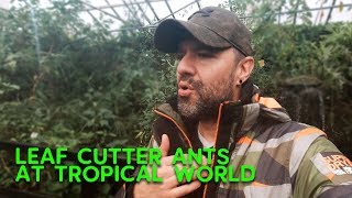  Leaf Cutter Ants at Tropical World - Where...