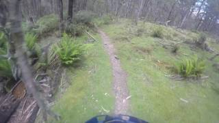 Chicken Chase