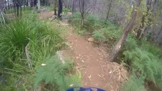 Whoop De Do in the Eastern Woods