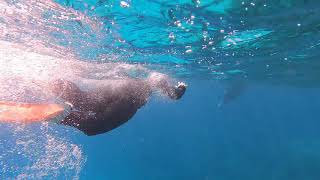 Sky Rail + Great Barrier Reef ~ Holiday Trip