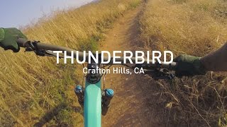 Thunderbird, an Intense Recluse, and a Chubby...
