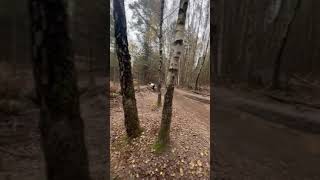 Babymaker mtb trail  #mtb