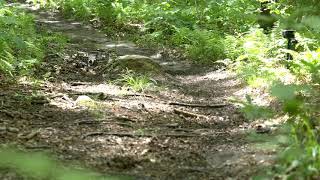 Grayville Session Z Cam E2-M4 Rough Cut