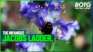  MTB Jacobs Ladder, DID YOU KNOW..?