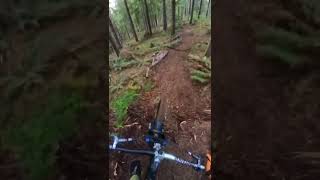 MTB roots