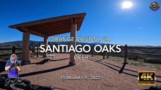 MTB Riding Deer at Santiago Oaks, February 5, 2022