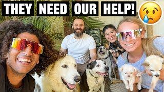 Adopting A Rescue Dog In Mexico? (Emotional)