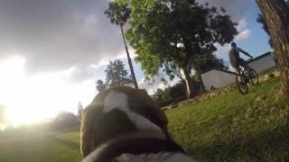 dog view gopro4