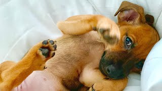 SUPRISED MY GIRLFRIEND WITH A PUPPY FOR OUR...