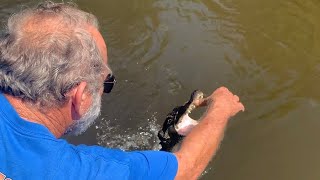 MAN GET'S BIT BY GATOR!?