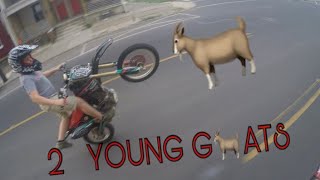 2 YOUNG GOATS?!!!
