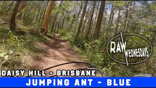 JUMPING ANT | Daisy Hill | RAW WEDNESDAYS