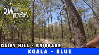 KOALA | Daisy Hill | RAW WEDNESDAYS
