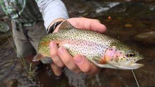 Fly Fishing Colorado Summer 2012