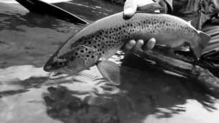 Release - Michigan Streamer Fishing