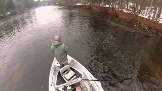 Gold Run - Streamer Fishing Michigan