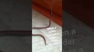 Spider catches a snake. Snack might be a bit...