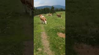 Holy Cow!  on the trail | #Shorts