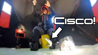 CISCO ARE HARD TO CATCH - Ice Fishing Deep...