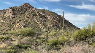 Mule Deer Blocking Coyote Canyon Trail