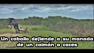 Un caballo defiende a su manada de un caimán...