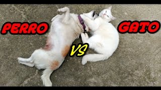 DUELO DE MASCOTAS- PERRO VS GATO