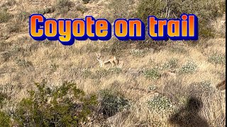 Coyote on trail