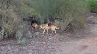 Rabbit hunt German shepherd & husky mix