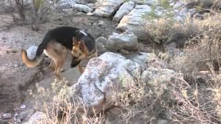 walking with my german shepherd sam