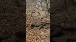 So many roots on this trail  | #Shorts