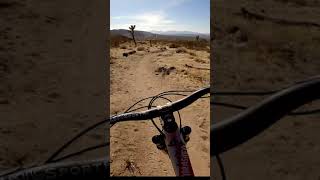 Joshua Tree’s Section 6 #shorts
