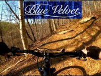 Blue Velvet - Fair Hill, MD