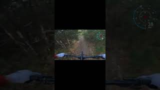 Going fast into the woods 