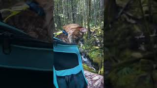TAKE YOUR CAT TO WORK DAY 