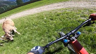 TUES CF PRO 2018 // THE YT INDUSTRIES DOWNHILL...