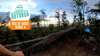 Box of Birds, Rotorua