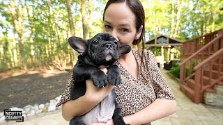 We Just Got The CUTEST French Bulldog Puppy On...
