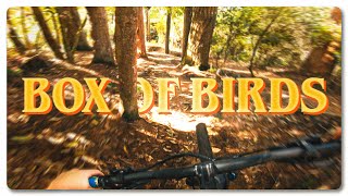 Fighting a Tree on BOX OF BIRDS!  |  POV Trail...