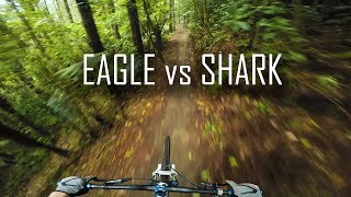 EAGLE vs SHARK  |  Rotorua Redwoods Trail Preview