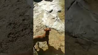 Como le gusta el agua a mi viejita  #shorts...