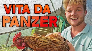 PANZER MOLESTA UNA GALLINA!