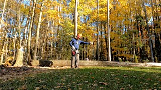 Tree Cutting - 90 ft. Aspen coming down -...