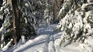 Cross Country Ski - Moss Hanne Trail, Black...